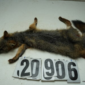 Grey Fox life size 16x28.5 (FROZEN GREEN)