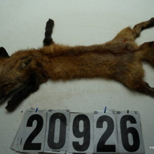 Red Fox life size 14x26 (FROZEN GREEN)