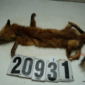 Red Fox life size 14x28 (FROZEN GREEN)