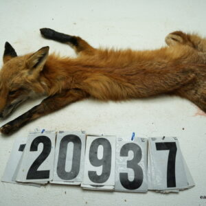 Red Fox life size 15.5x30 (FROZEN GREEN)