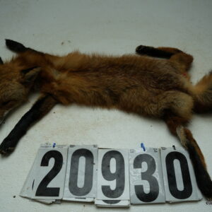 Red Fox life size 15x29 (FROZEN GREEN)