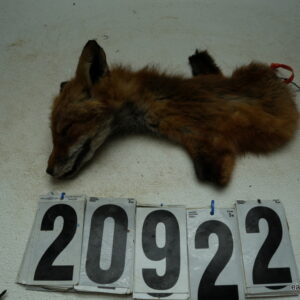 Red Fox cape 2.75x8.5 (FROZEN GREEN)