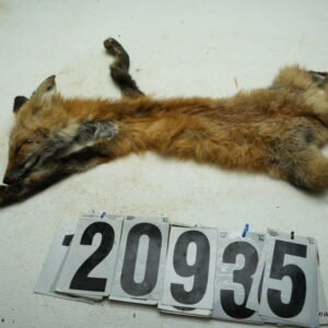 Red Fox life size 13.5x24.5 (FROZEN GREEN)