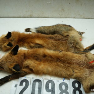 2- Red fox life size (FROZEN GREEN)