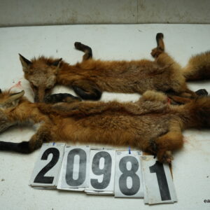 2-Red Fox life size (FROZEN GREEN)