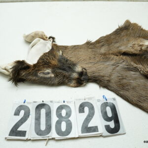 Whitetail deer cape 7.25x17x18x19