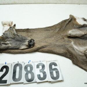 Whitetail deer cape 8x21x22x23+