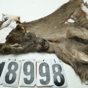 Whitetail deer cape 7.5x19x20x21