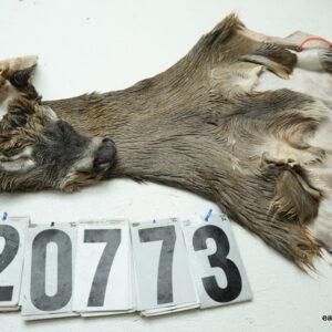 Whitetail deer cape 6.75x16x17x18