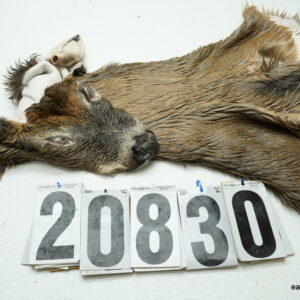 Whitetail deer cape 7.75x21x22x23