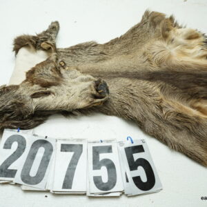 Mule deer cape 7.25x22x23x24