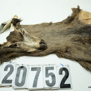 Mule deer cape 8x20x21x22