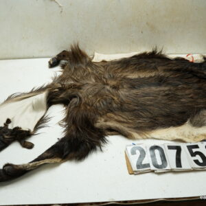 Tahr life size 7.25x17x50x59