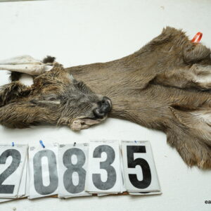 Whitetail deer cape 7x16x17x18