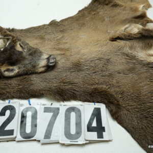 Whitetail deer cape 7.5x21x22x24