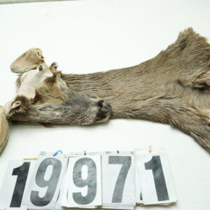 Whitetail deer cape 6.75x16x17x18