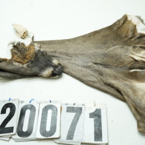 Whitetail deer cape 7x19x20x21