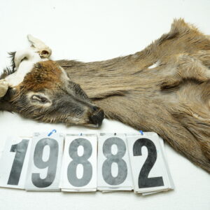 Whitetail deer cape 6.75x16x16x17