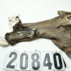 Whitetail deer cape 6.5x14x15x16