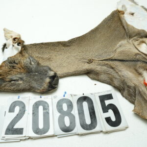 Whitetail deer cape 6.75x15x16x17