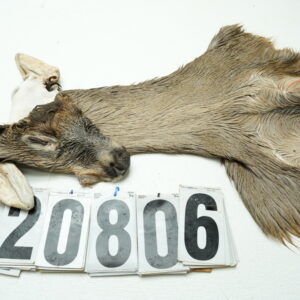 Whitetail deer cape 6.75x16x16x17