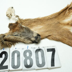 Whitetail deer cape 7.25x17x18x19