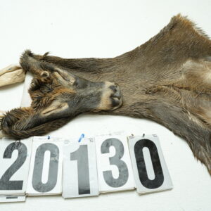 Whitetail deer cape 7.25x17x18x18.5