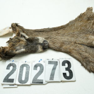 Whitetail deer cape 7.5x18x19x20