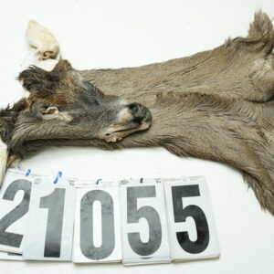 Whitetail deer cape 7.5x18x19x20