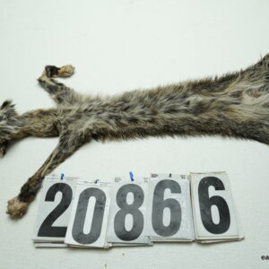 Bobcat life size 14x27