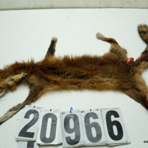 Red fox life size 15x28