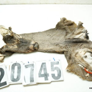 Whitetail deer cape 6.75x14x14x15