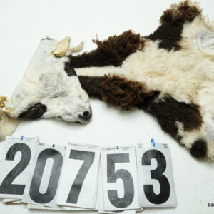 Sheep cape 6x14