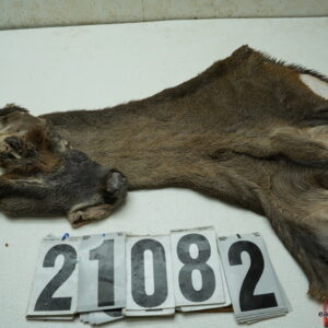 Whitetail deer cape 7.5x23x24x25