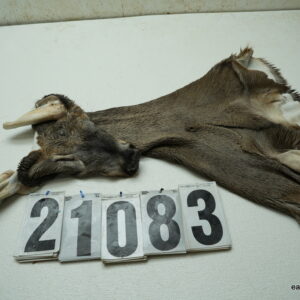 Whitetail deer cape 6.75x16x16x17