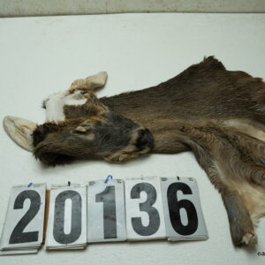 Whitetail deer cape 6.75x15x16x16.5
