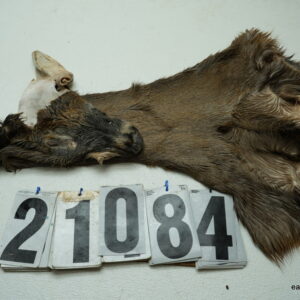 Whitetail deer cape 6.75x17x18x19
