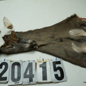 Whitetail deer cape 7.25x17x18x19
