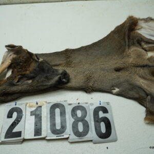 Whitetail deer cape 7.5x18x19x19.5