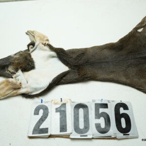 Whitetail deer cape 7x15x16x17
