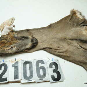 Whitetail deer cape 7.75x21x22x23