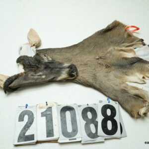 Whitetail deer cape 6.75x14x15x16