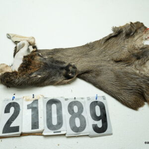 Whitetail deer cape 6.75x14x15x15