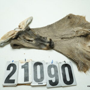 Whitetail doe cape 6.25x13 