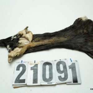 Blackbuck cape 6x15