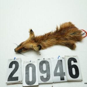 Red fox cape 2 1/8x8