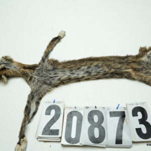 Bobcat life size 14x26