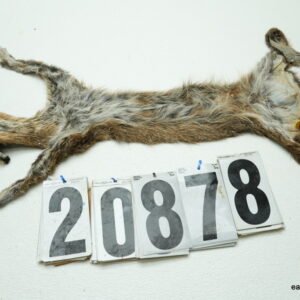 Bobcat life size 11x23.5