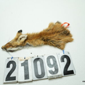 Red fox cape 2 x 7.5