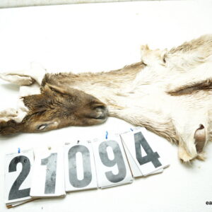 Fallow deer cape 7x17